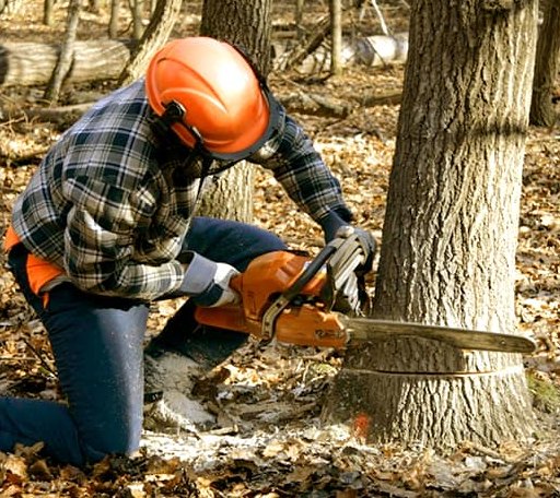 Tree Removal in Bramwell, WV